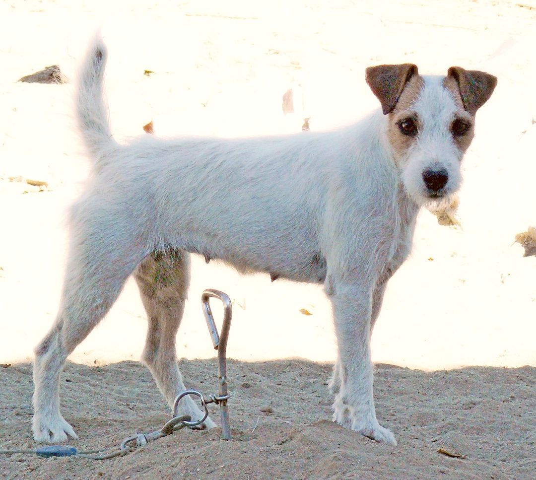 White and tan Jack Russell Terrier stands on a sandy surface, looking directly at the camera. A leash is nearby.