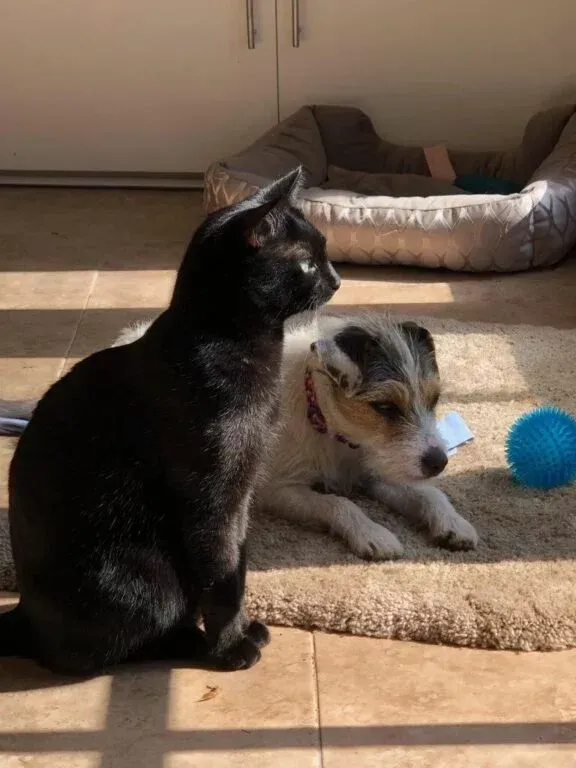 A cat and a dog are sitting next to each other on a rug.