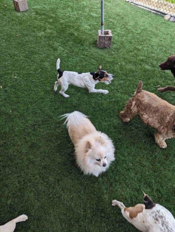 A group of dogs are playing on a lush green lawn.