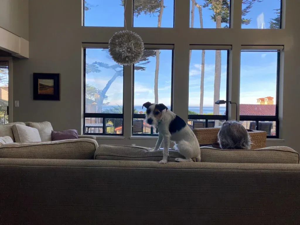 Two dogs are sitting on a couch in a living room.