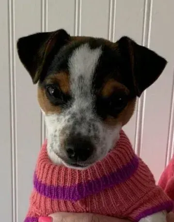 A small dog wearing a pink and purple sweater is being held by a person.