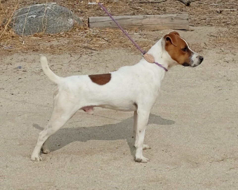 A small brown and white dog on a leash