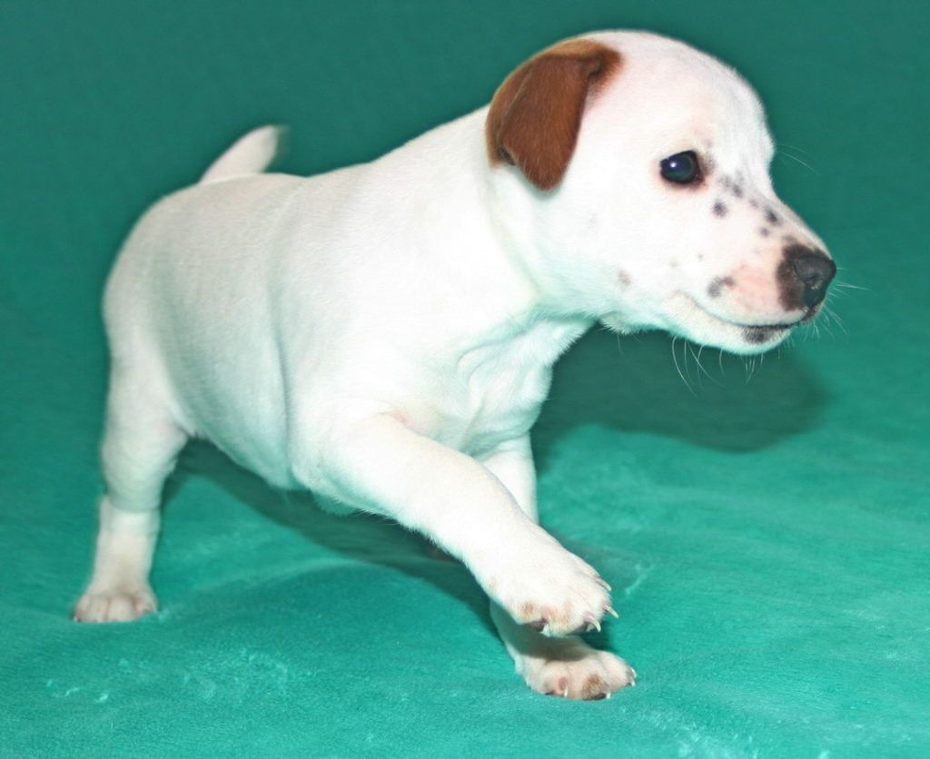 A white and brown puppy is running on a green surface