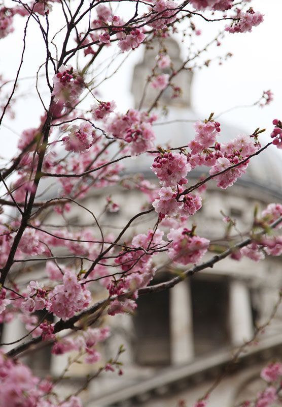 Pink cherry blossoms in front of the blurred dome of a building.