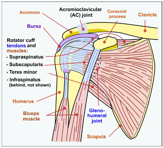 Shoulder Anatomy