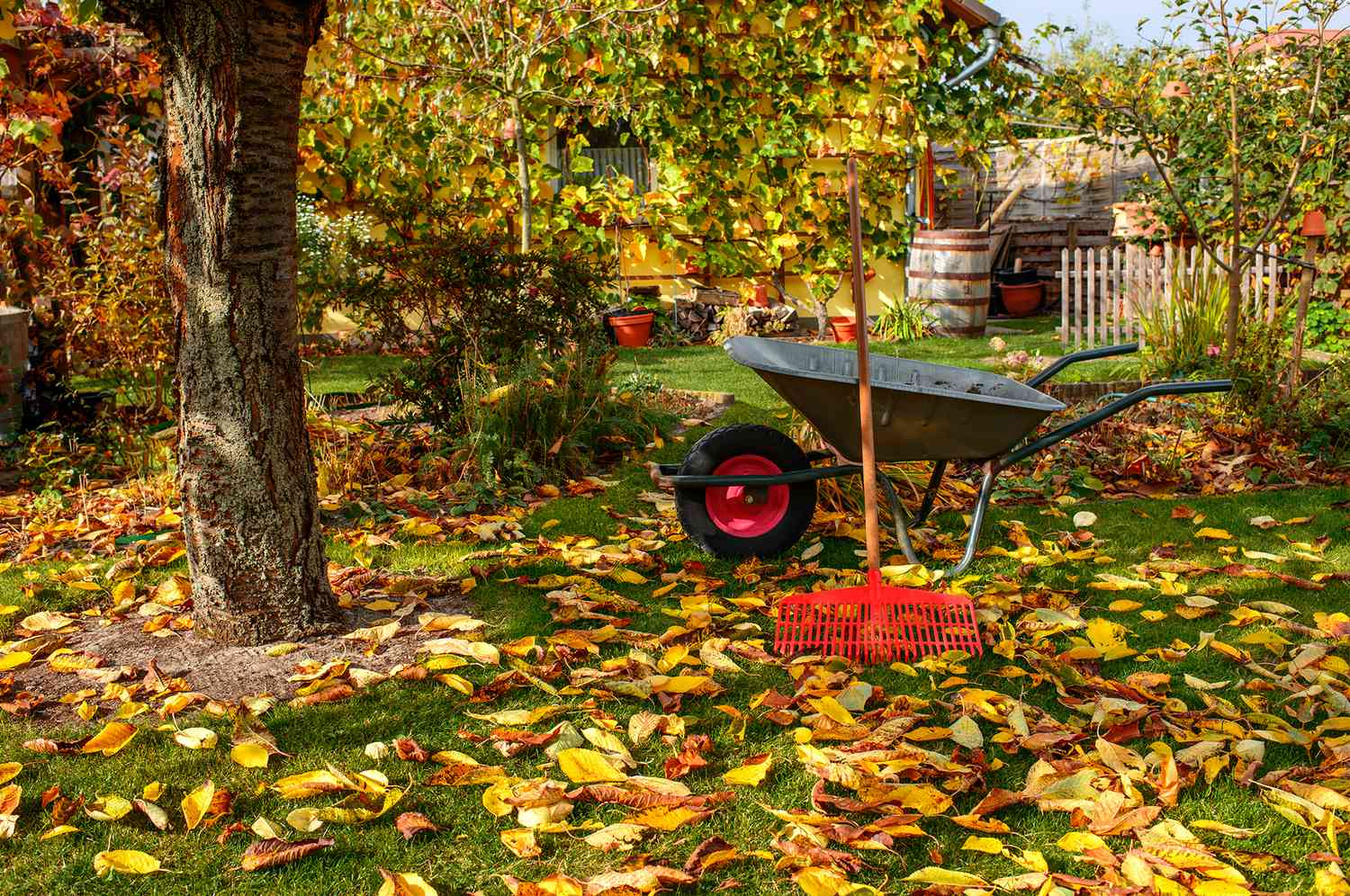 A yard with autumn leaves, a wheelbarrow, and a rake under a tree.
