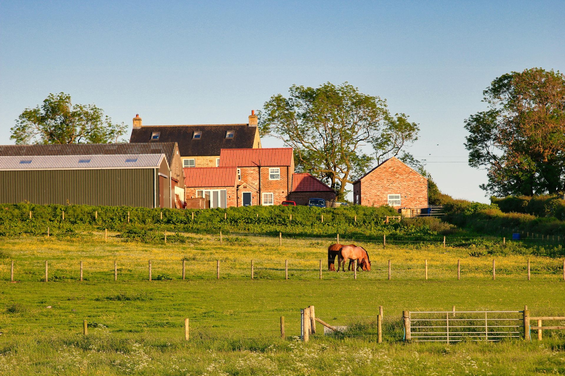 Rural Northumberland landscape with a traditional farmhouse, surrounding barns, grazing horse, and green fields under a clear blue sky.