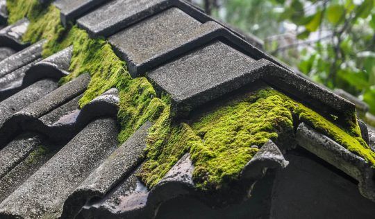 Moss Build Up - Eugene, OR - Armadillo Roofing Inc