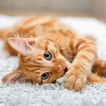 Cat Lying on Carpet — Veterinary Clinic in Irving, TX