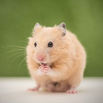 Hamster — Veterinarians in Irving, TX