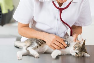 Doctor Examining a Cat — Veterinarian in Irving, TX