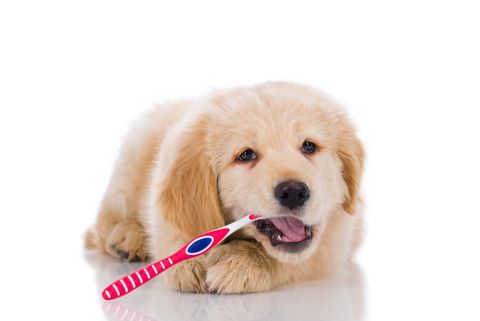 Dog with Toothbrush — Dental in Irving, TX
