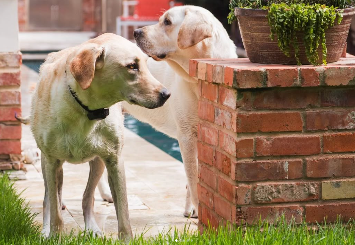 Two yellow Labrador retrievers stand near a brick pillar and a potted plant in an outdoor patio setting.