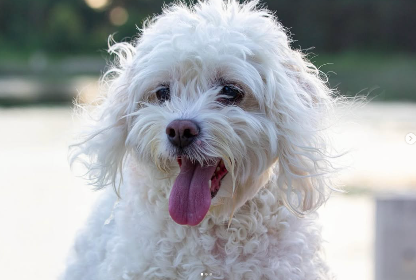 A fluffy, white dog with curly fur and a brown nose looking forward with its tongue hanging out against a blurred background.