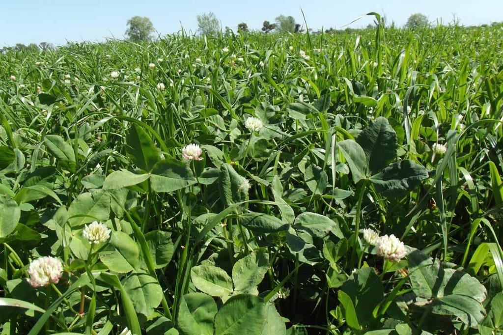 Growing Plants — Gloucester Rural Supplies in Gloucester, NSW
