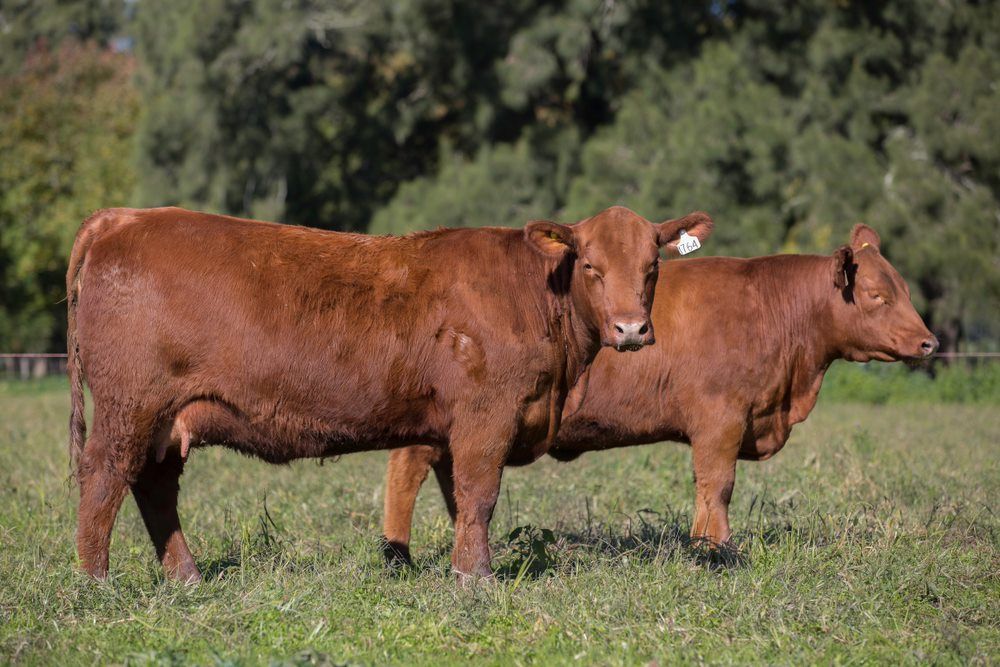 Free Range Cows — Quality Farm Products in Gloucester, NSW