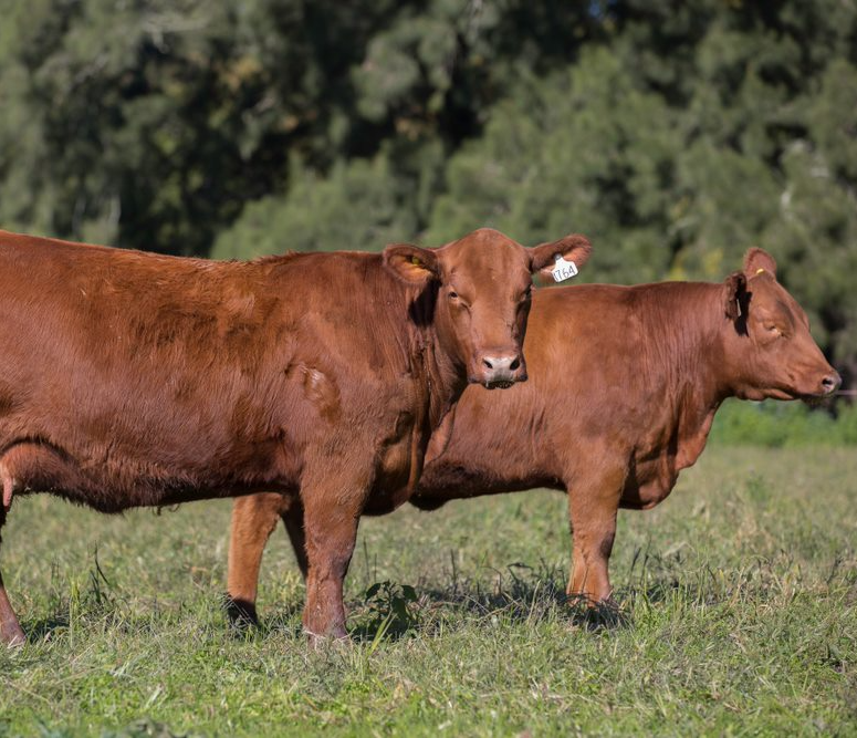 Healthy Animals — Gloucester Rural Supplies in Gloucester, NSW