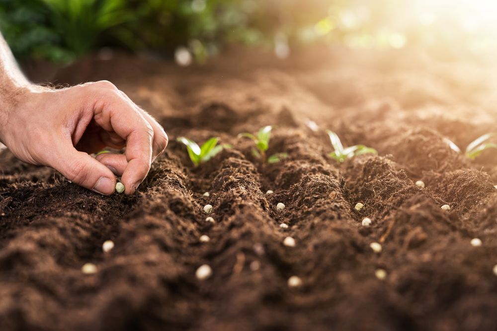Hand Planting Seeds — Gloucester Rural Supplies in Gloucester, NSW