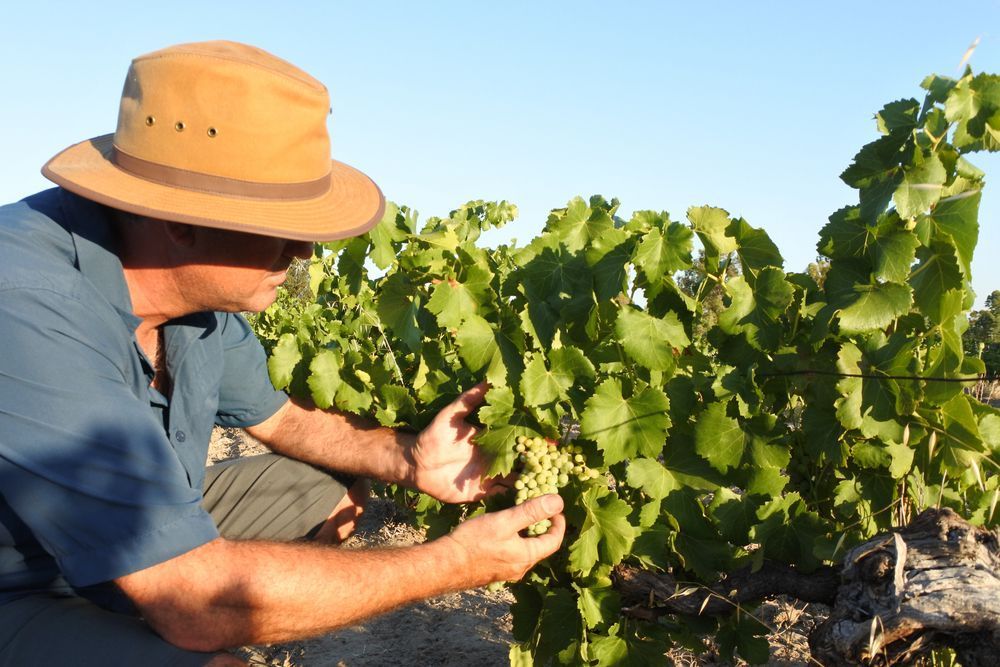 Farm Checking on Growing Crops — Gloucester Rural Supplies in Bulahdelah, NSW