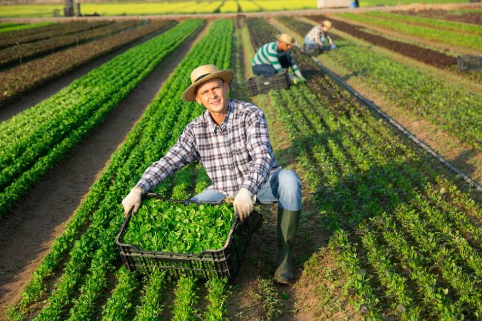 Farmer Gathering Harvest — Gloucester Rural Supplies in Gloucester, NSW