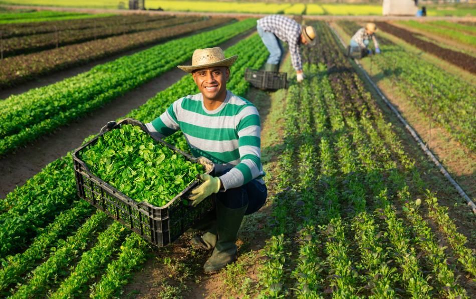 Farmer Showing Fresh Harvest — Gloucester Rural Supplies in Stroud, NSW