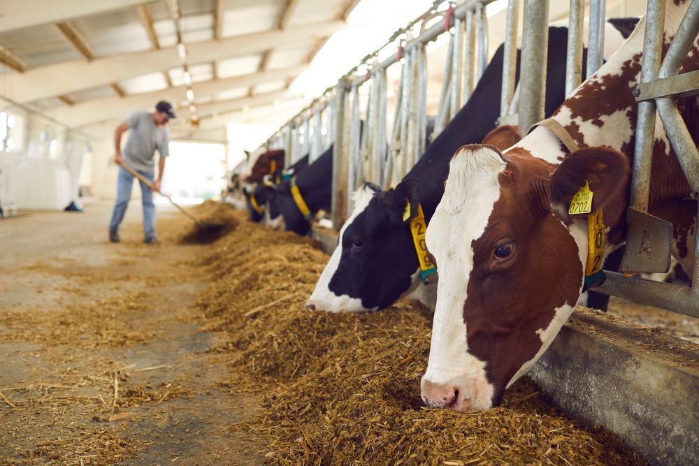 Feeding Healthy Dairy Cows — Gloucester Rural Supplies in Gloucester, NSW