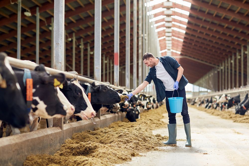 Farmer With Bucket Of Hay Feeding Cows — Gloucester Rural Supplies in Gloucester, NSW