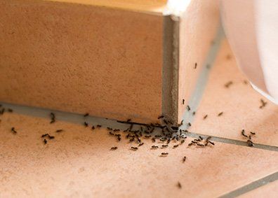 Ants — Pest Control in Porter County, IN
