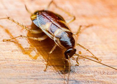 Cockroach — Exterminator in Porter County, IN