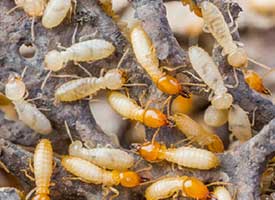 Termites — Pest Control Services in Porter County, IN