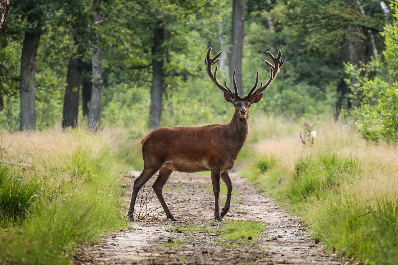 Wildlife — Bismarck, ND — Larson Latham Huettl LLP