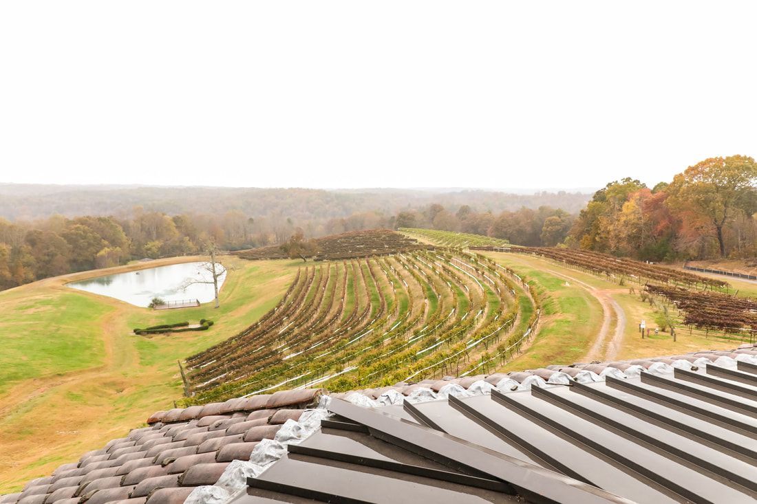 A view of a vineyard from the roof of a building.
