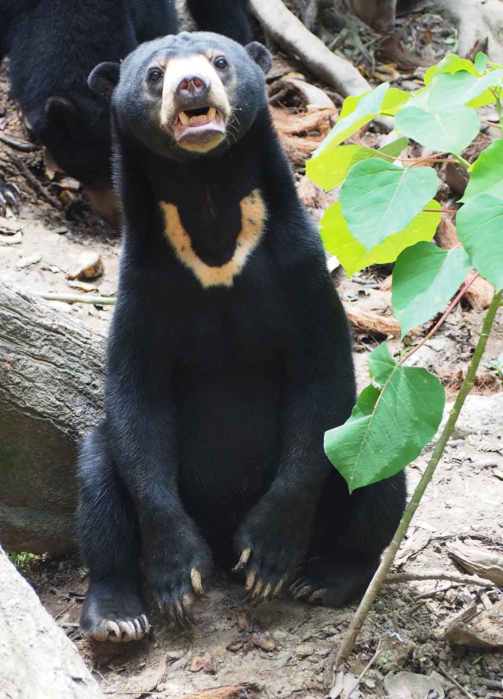 Bear malaysia sun Meet Malaysia’s