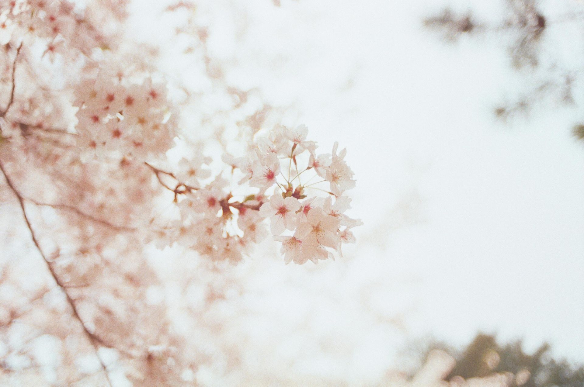 Pink cherry blossom branches against a blurred, bright sky.