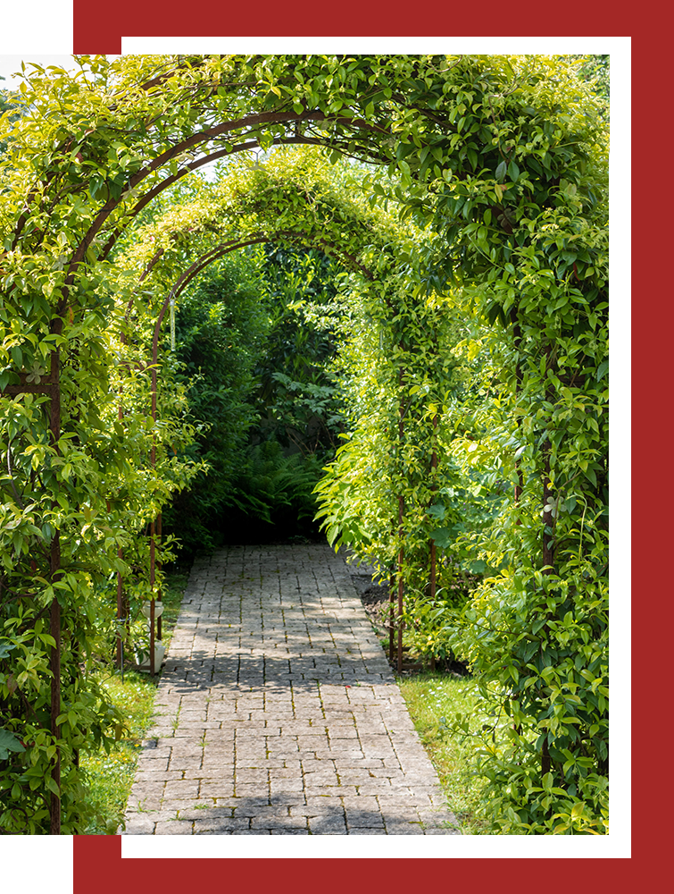 There is a path going through a tunnel of trees.