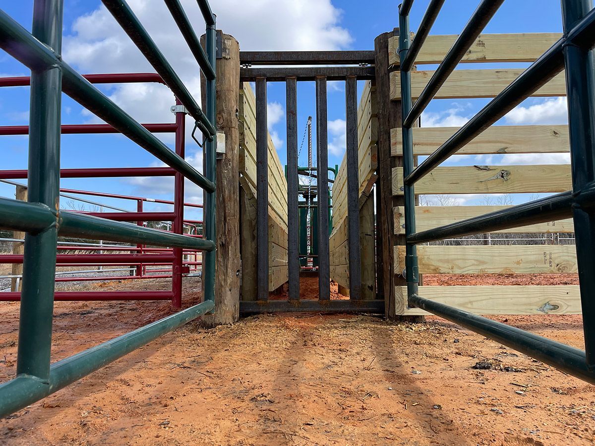 Cattle chute at a livestock facility, with metal and wooden gates under a blue sky.