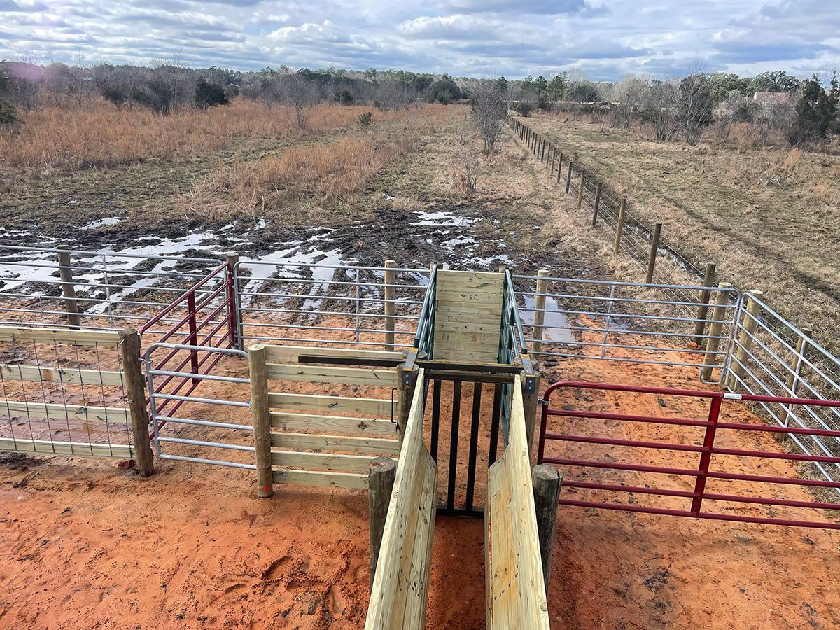 Muddy cattle pen with wooden chute and red and silver metal fencing in rural setting.