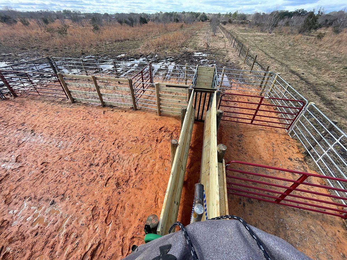 A muddy cattle pen with red gates and a wooden chute leading to a field under a cloudy sky.