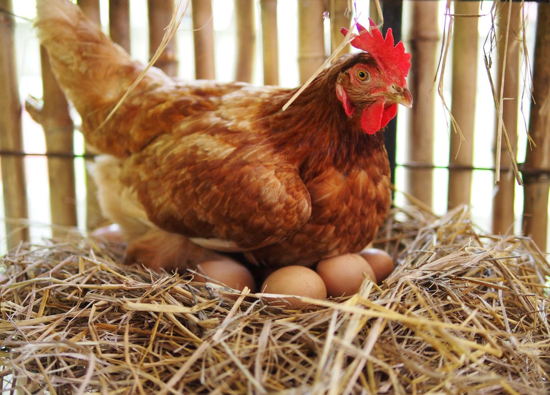 Brown hen sitting on a nest of eggs made of straw.