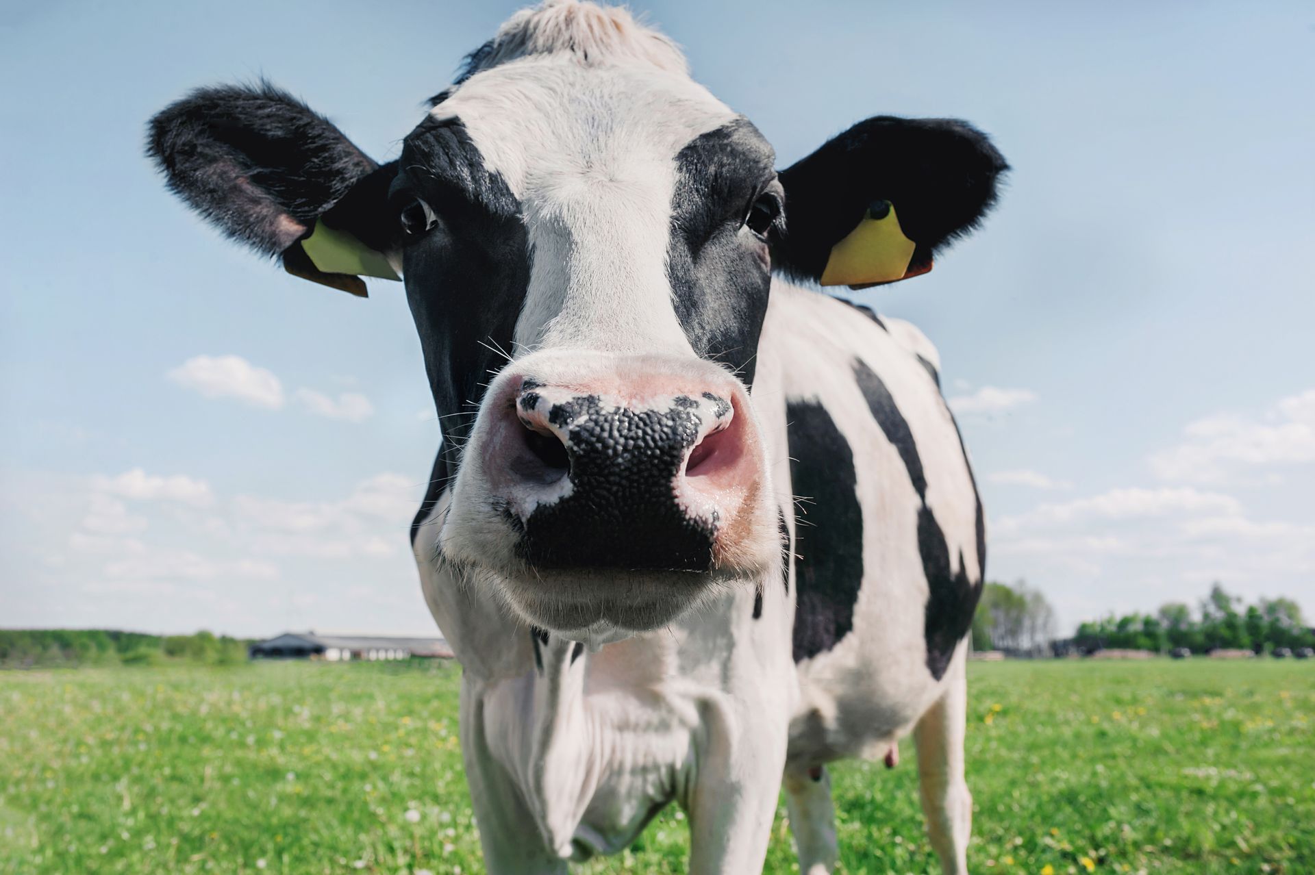 Black and white cow in a green field, looking directly at the camera with a blue sky background.