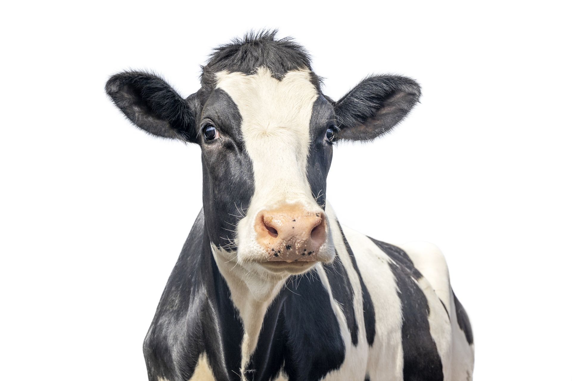 Cow with black and white spots, looking directly at the viewer against a white background.