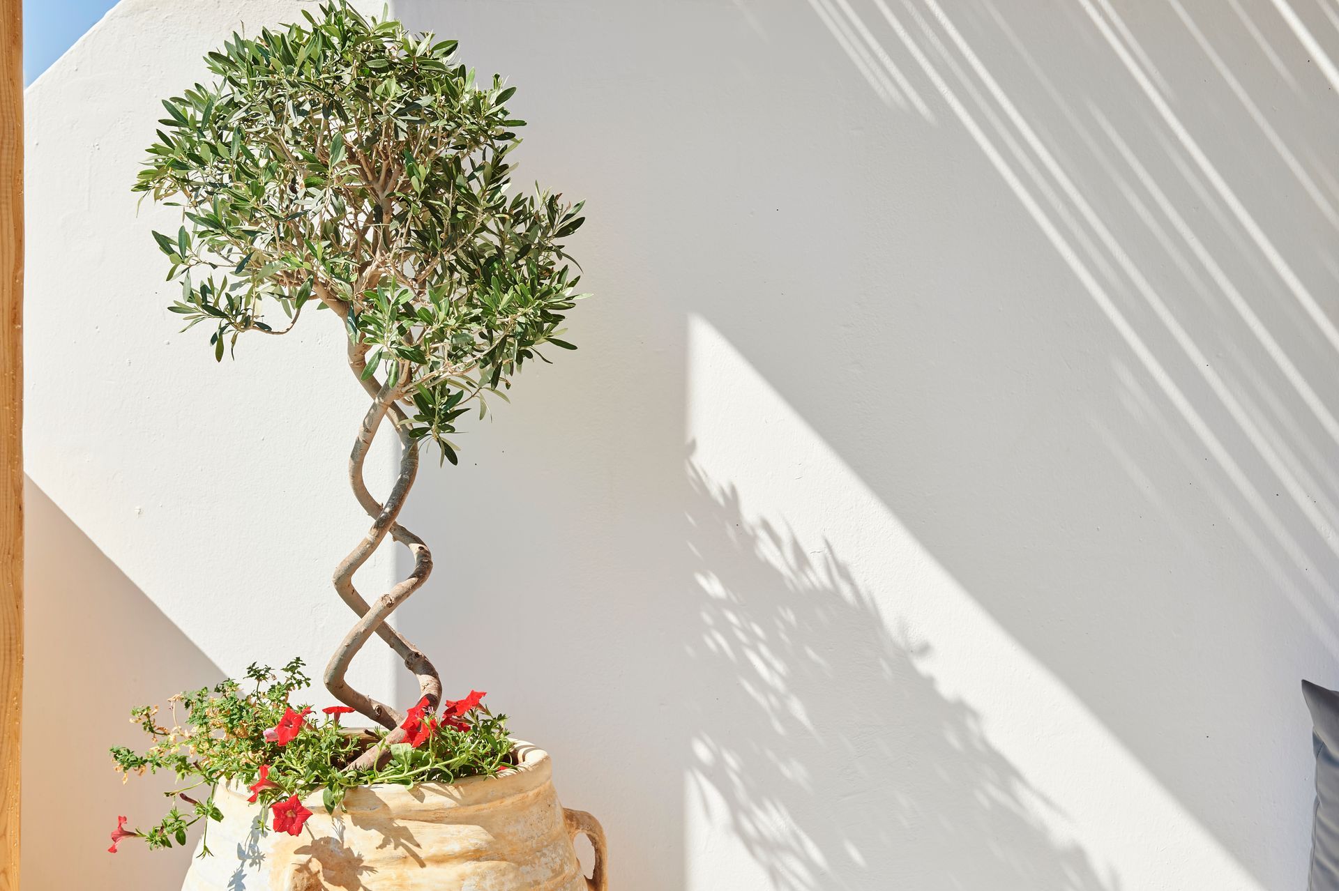 Olive tree in a decorative pot against a white wall with sunlit shadows.