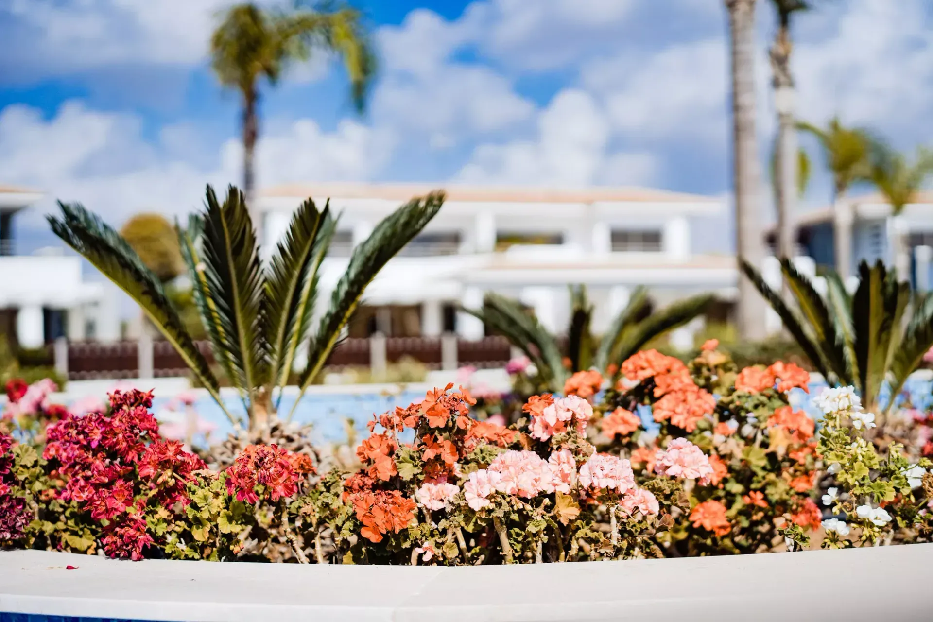 Colorful flowers in bloom in front of a white building under a blue sky with palm trees.