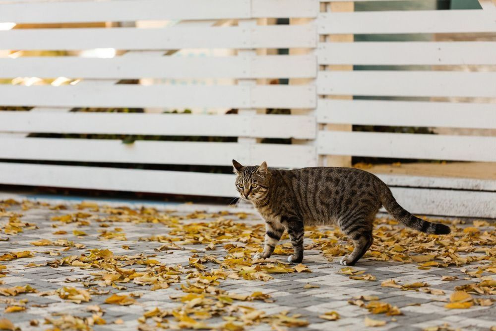A Cat Is Walking On A Sidewalk Next To A White Fence — Rabbo's Fencing Services In Pinelands, NT