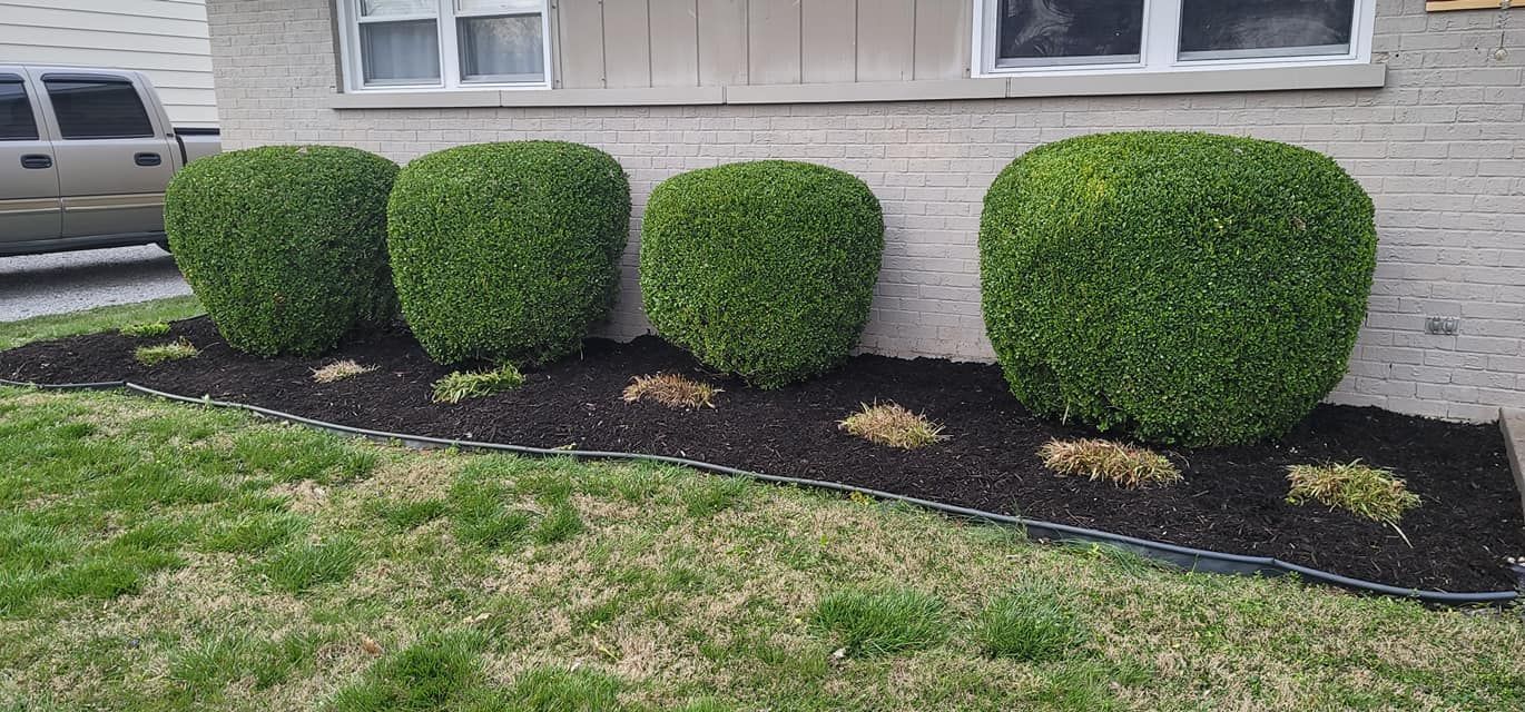 Four trimmed green bushes in a row with dark mulch and grass in front of a building.