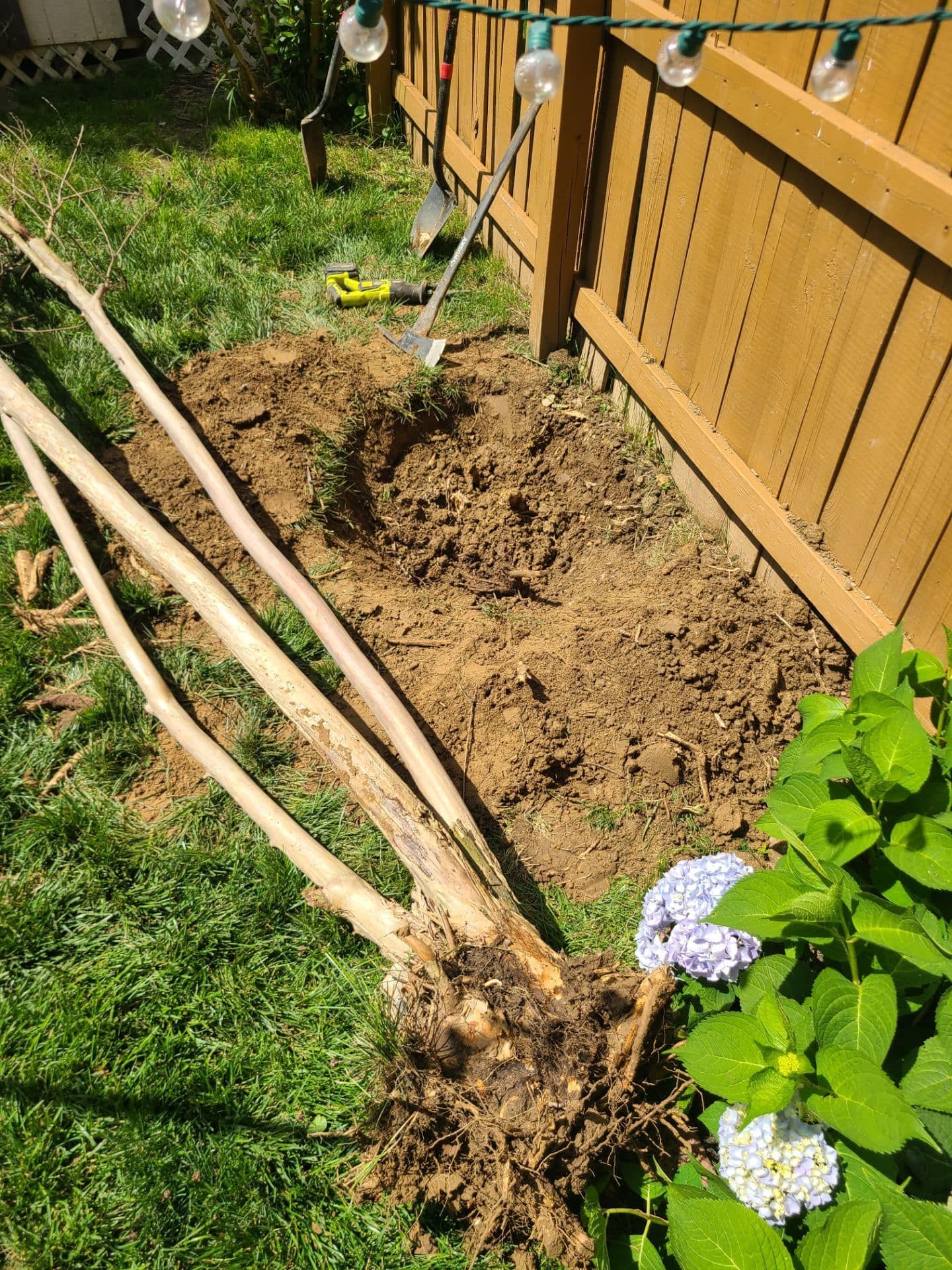 Uprooted tree near brown fence and hydrangea bush; dirt pile and shovel in grass.