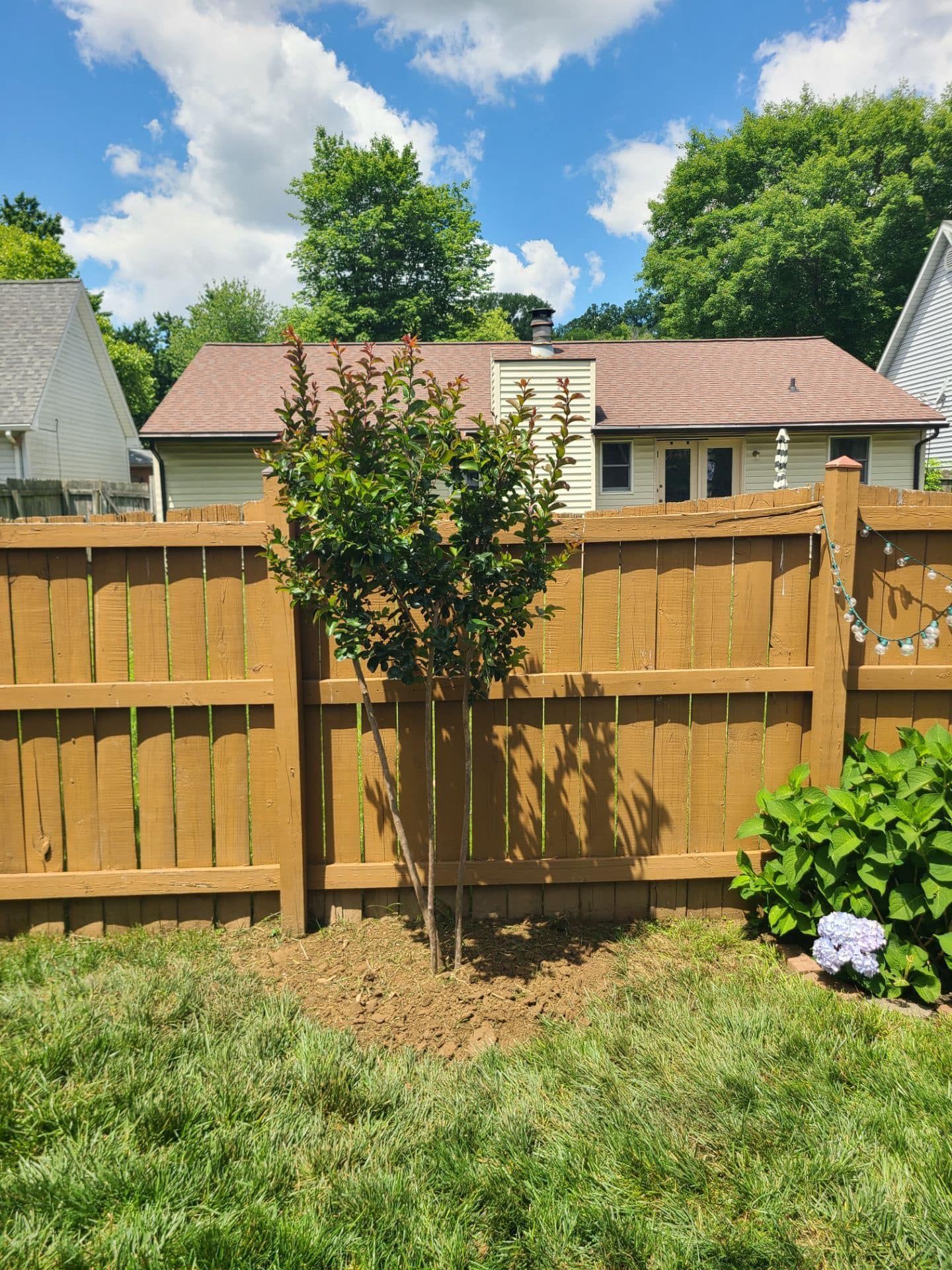 Young tree planted in yard, brown wooden fence and house in background.