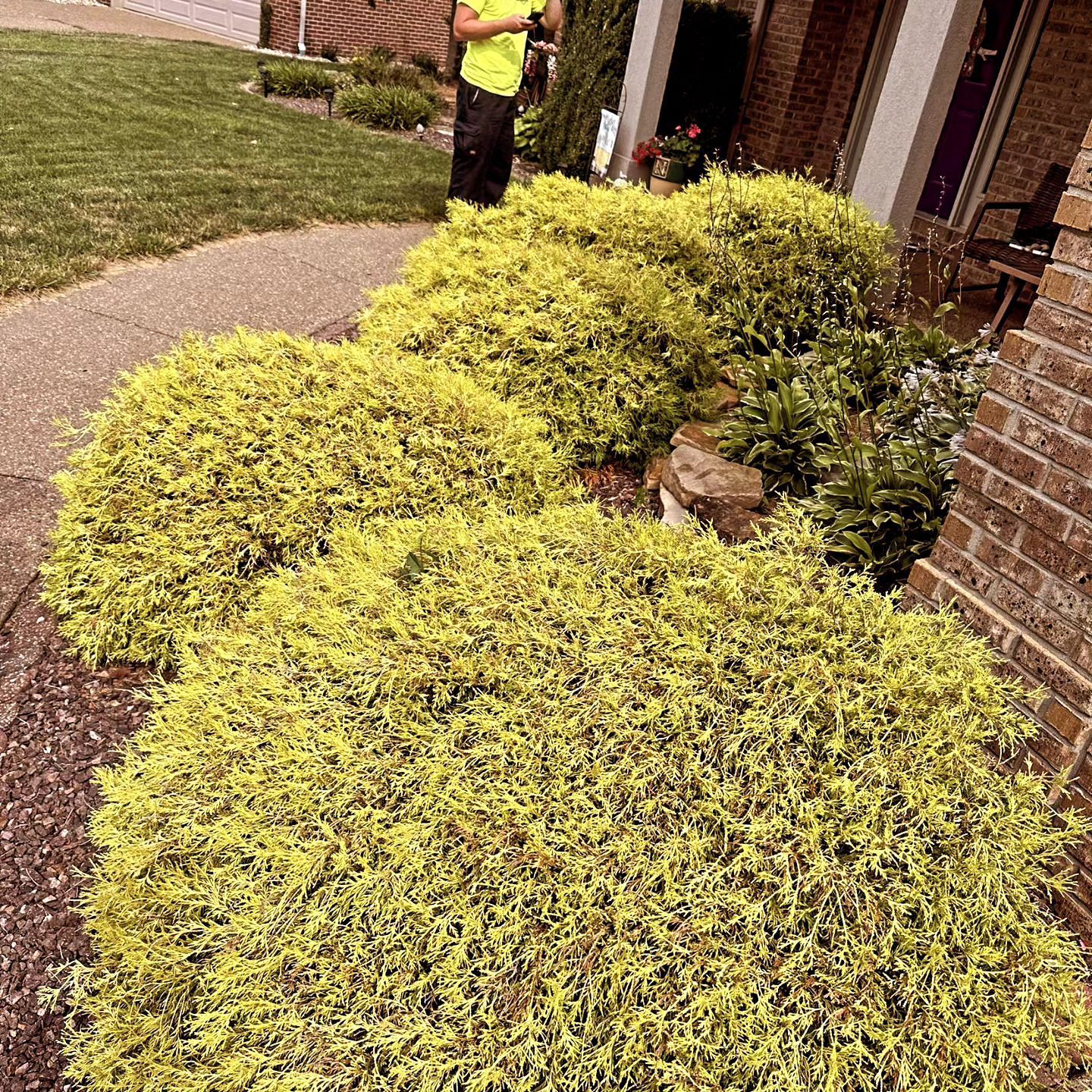 Yellow-green shrubs in front of a house. A person in a yellow vest stands nearby.