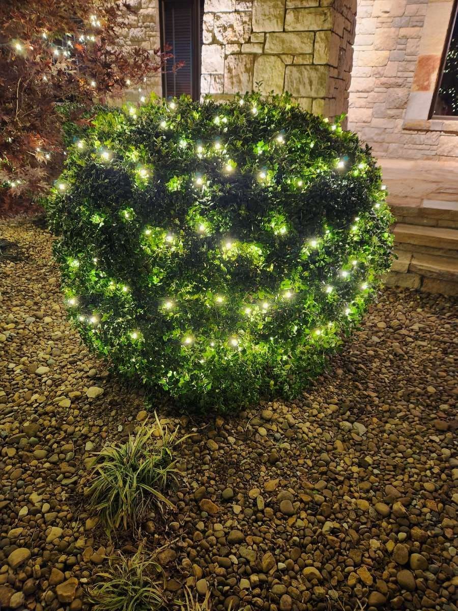 A round green bush covered in small, glowing white lights, in a garden with rocks.