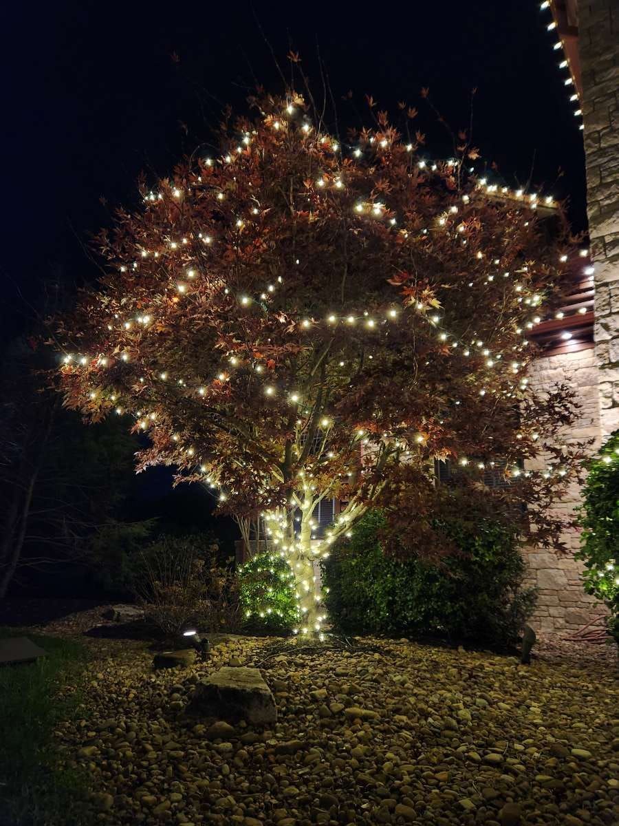 Tree with brown leaves and white string lights, lit up at night.
